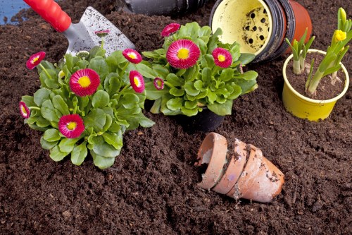 In a well-maintained garden bed, two vibrant flowering plants with bright pink and yellow blooms are growing in black pots, surrounded by rich, dark soil. To the right, there is a small yellow pot with emerging green shoots, indicating early growth. In the background, a yellow watering can with a black spout is positioned among gardening tools. An old, partially buried terracotta pot lies on its side, covered in soil, suggesting recent planting activity. The garden surface consists of healthy, moist soil with minimal weeds, and a small gardening trowel with a red handle is visible at the top left corner, indicating ongoing gardening work. The environment appears outdoors with natural daylight, and the overall scene conveys a typical gardening activity focused on planting and caring for potted and garden beds, consistent with professional gardening and lawn care services in Euston.