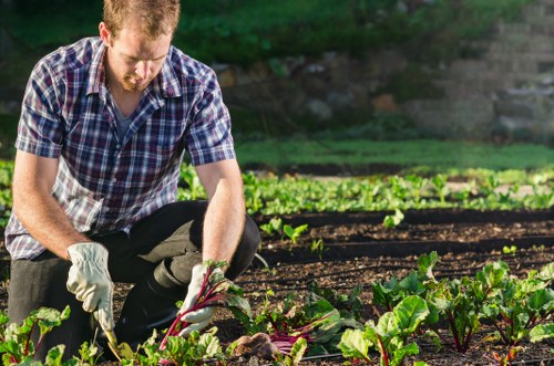 A man wearing a checked shirt and gardening gloves is crouched down in a garden, harvesting or inspecting leafy vegetables in a well-maintained outdoor space. The garden features neatly planted rows of green leafy crops, bordered by soil and small plants, with a background of lush greenery and trees. The scene is set in natural daylight, suggesting a clear, sunny day, and the environment appears to be a backyard or a community garden in Euston or surrounding London areas. As part of professional gardening services, such as those offered by Lawn Mowing Euston, this image illustrates attentive outdoor maintenance and cultivation work in a landscaped garden setting, highlighting the care taken in vegetable patch management and natural growth development in urban or suburban environments.